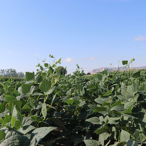 Dry bean field