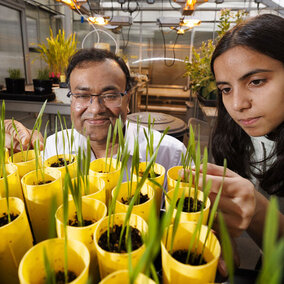 Man and woman look at seedlings in containers