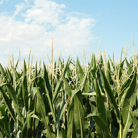 Corn field