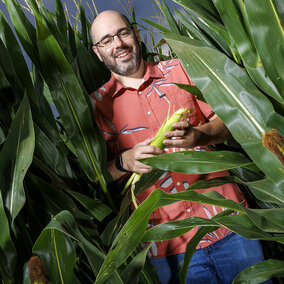 Man stands in corn field