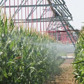 Water spraying into corn field