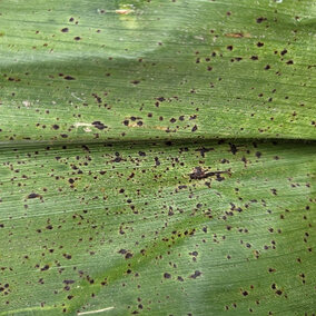 Tar spot symptoms on corn leaf