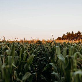 Field of tassel corn