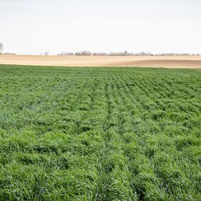 Field of cover crops