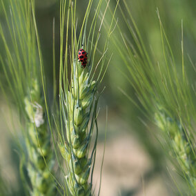 Ladybug rests on wheat head