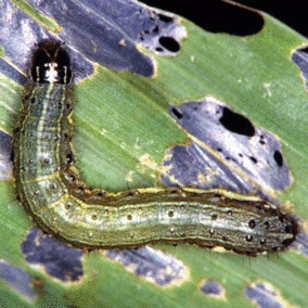 Fall armyworm on damaged leaf