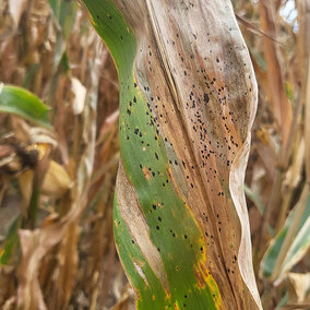 Tar spot on corn leaf