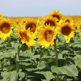 Sunflower field in full bloom