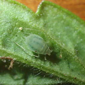 Cannabis aphid on plant leaf