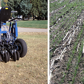 Planter with narrow seeder alongside narrow seeded wheat field