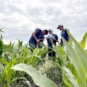 Man examines corn plants with three youths in field