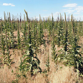 Common mullein plants in field