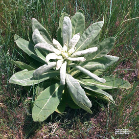 Common mullein rosette