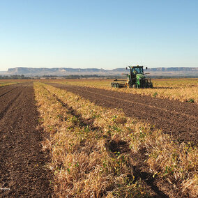 Man operates combine in dry bean field