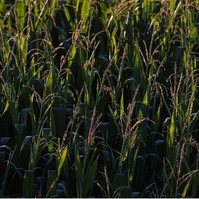 Tasseling corn field