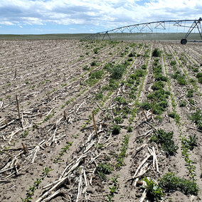 Bare field with weeds on one side