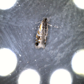 Soybean tentiform leafminer under examination light