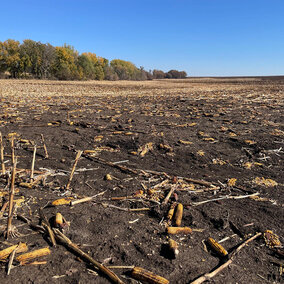Corn residue burned in field