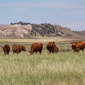 Cattle in pasture