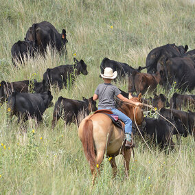 Youth on horse ropes cattle