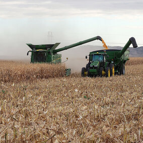 Combine and grain truck harvest corn field