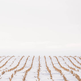 Snow on cornstalk field