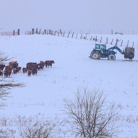 Tractor and cattle in snowy field with farmer