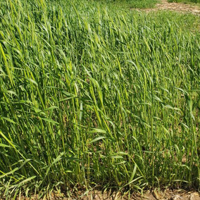 Elbon rye and AU-merit hairy vetch