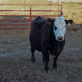 cattle in pen