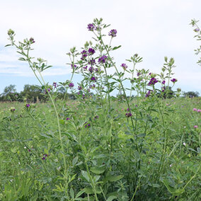 weedy alfalfa field