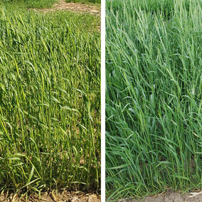 side by side comparison of Yankee rye and Elbon rye