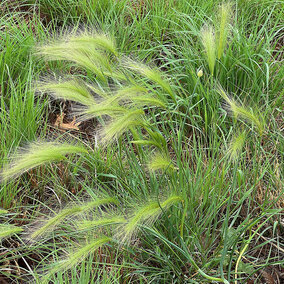 foxtail barley in pasture
