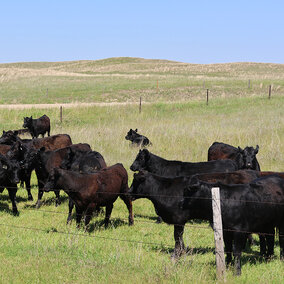 cattle grazing pasture