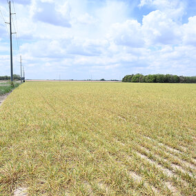 wheat streak mosaic virus diseased wheat field