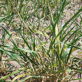 wheat with wheat streak mosaic