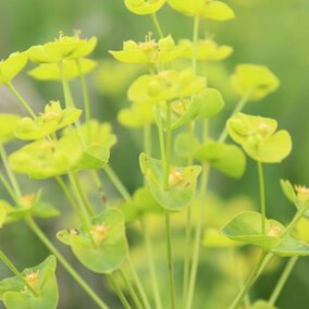 leafy spurge in field