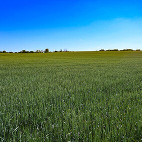 healthy green wheat field
