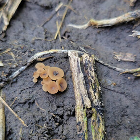 Brown mushroom-like apothecia emerging from moist soil and crop residue, indicating active white mold spore production in the field.