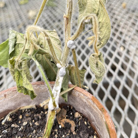 Soybean plant showing wilting and stem lesions with white, cottony fungal growth and sclerotia, typical of advanced white mold infection.