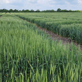 wheat breeding plots
