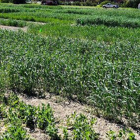 cover crops in field