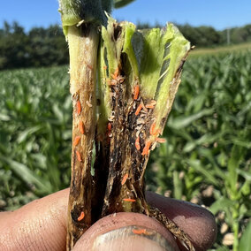soybean gall midge larvae on stem