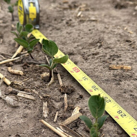 tape measurer lined up against soybean plants in field