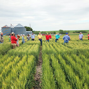 numerous people stand in wheat field listening to presentation