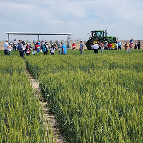 numerous people stand in wheat field during presentation
