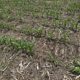 corn field with symptoms of infestation