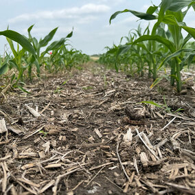a row of underdeveloped corn next to normal row