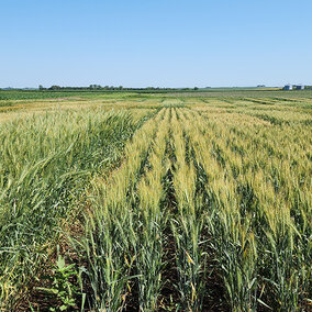 maturing wheat field with yellowing heads