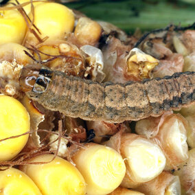 western bean cutworm larva eating a kernel of corn on a corn ear
