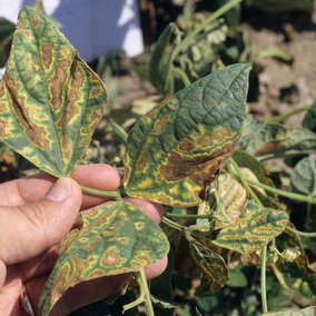 closeup of dry bean leaves with extensive browning and wilting from bacterial wilt infection